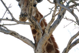 Namibia_August (95/135)